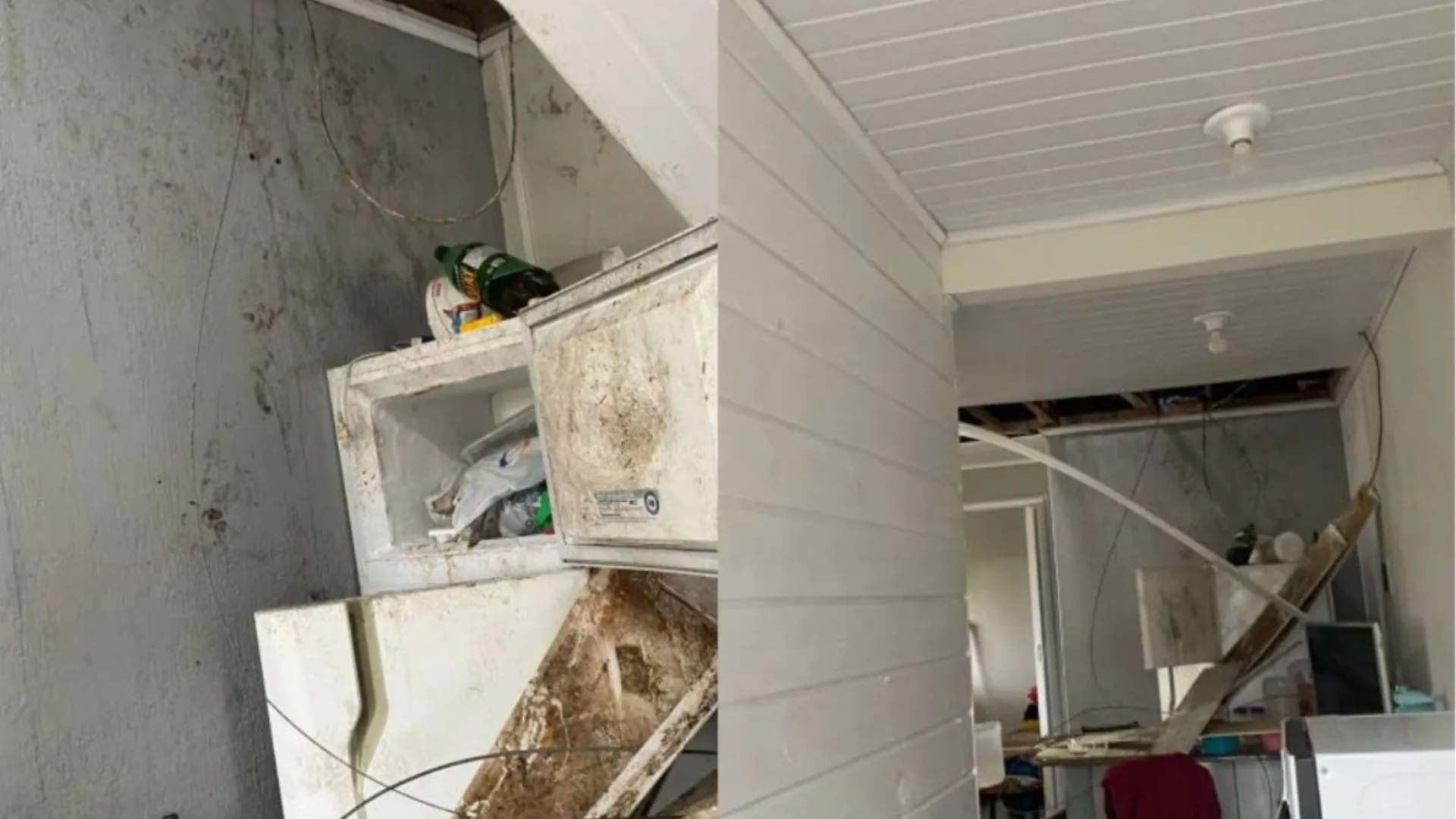 Macacos-prego invadem casas e causam prejuízos em SC