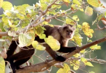 Presença de macacos-prego em áreas urbanas de Joaçaba chama atenção de moradores e autoridades Presença de macacos-prego em áreas urbanas de Joaçaba chama atenção de moradores e autoridades