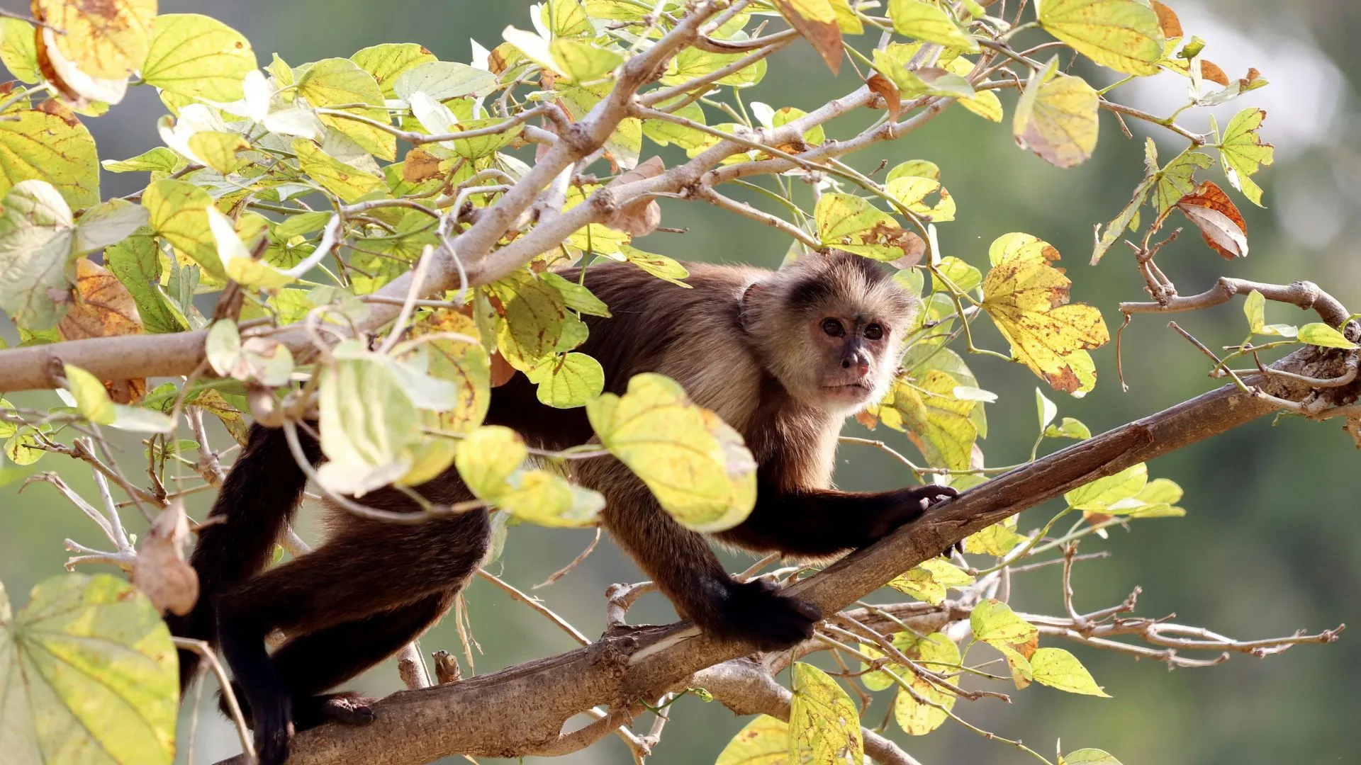 Presença de macacos-prego em áreas urbanas de Joaçaba chama atenção de moradores e autoridades