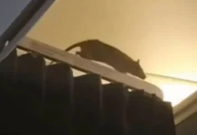 Rato gigante causa pânico em voo internacional