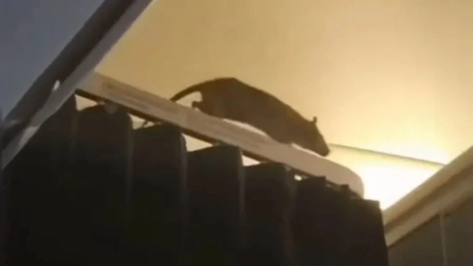 Rato gigante causa pânico em voo internacional