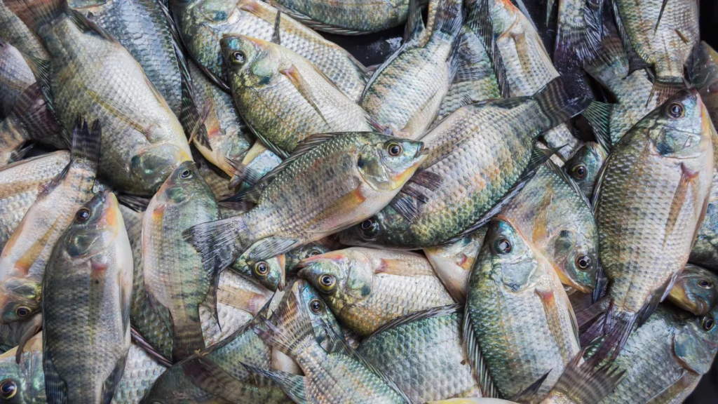 Santa Catarina proíbe tilápia do Vietnã por risco de vírus