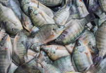 Santa Catarina proíbe tilápia do Vietnã por risco de vírus