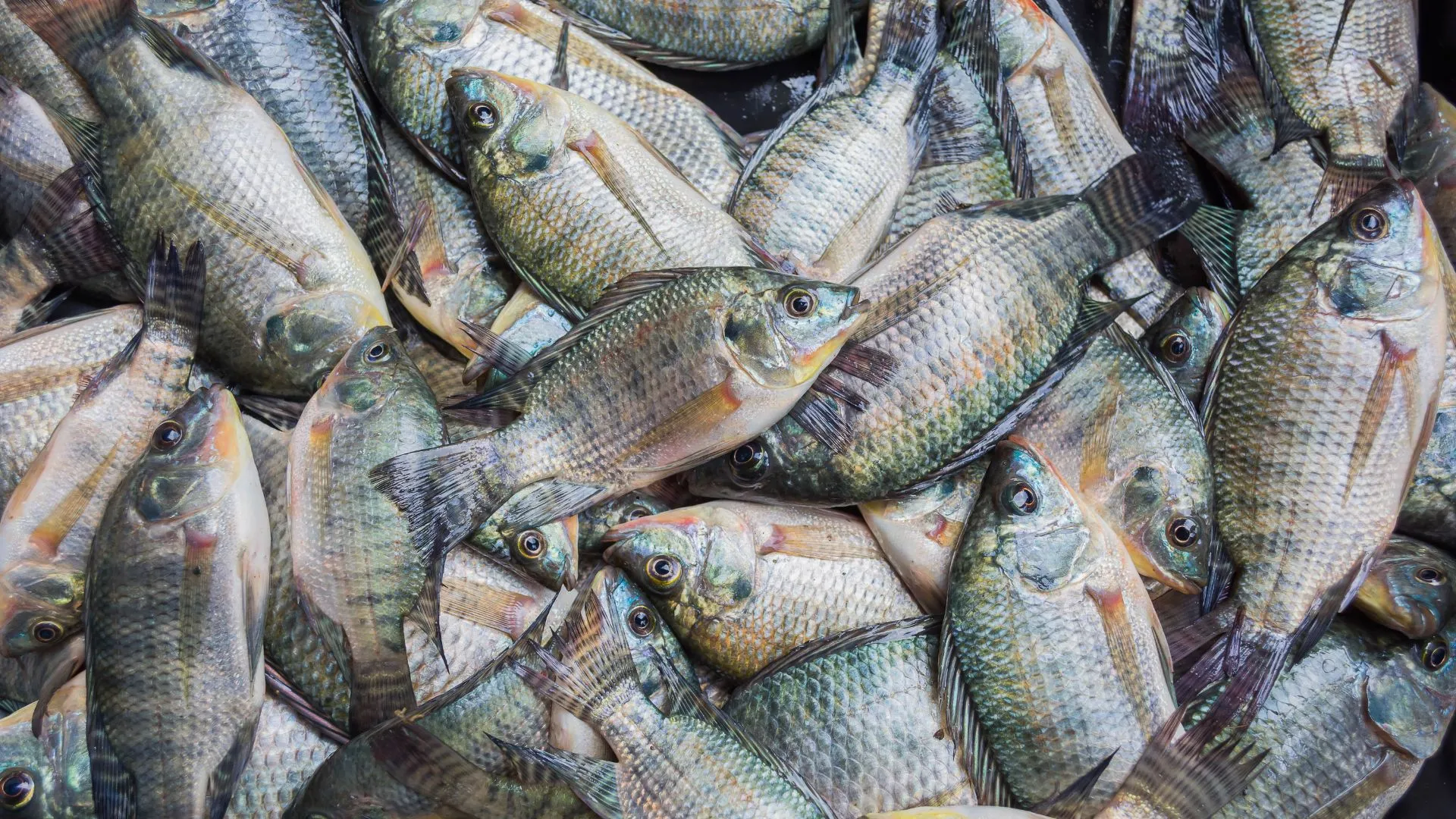 Santa Catarina proíbe tilápia do Vietnã por risco de vírus