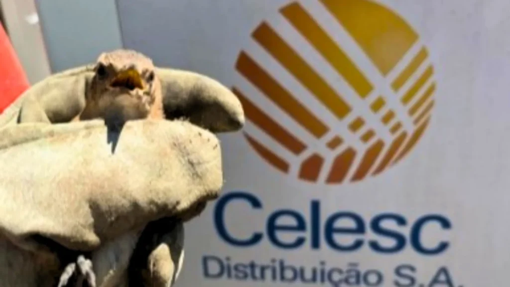 João-de-barro fica preso em fios de energia e é resgatado em SC