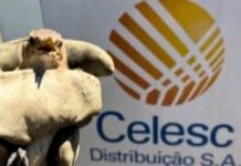 João-de-barro fica preso em fios de energia e é resgatado em SC