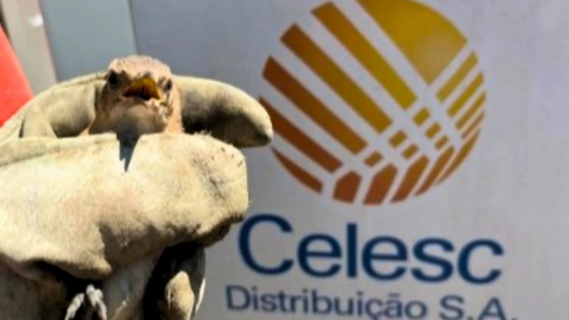 João-de-barro fica preso em fios de energia e é resgatado em SC