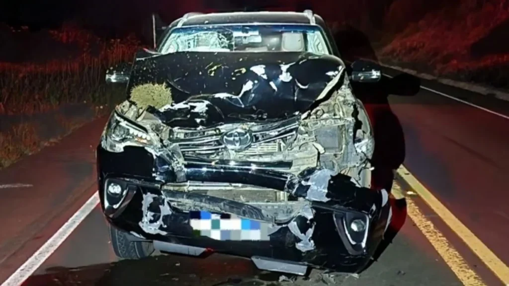 Motorista fica ferido após atropelar vaca na SC-390