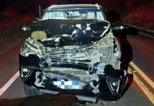 Motorista fica ferido após atropelar vaca na SC-390