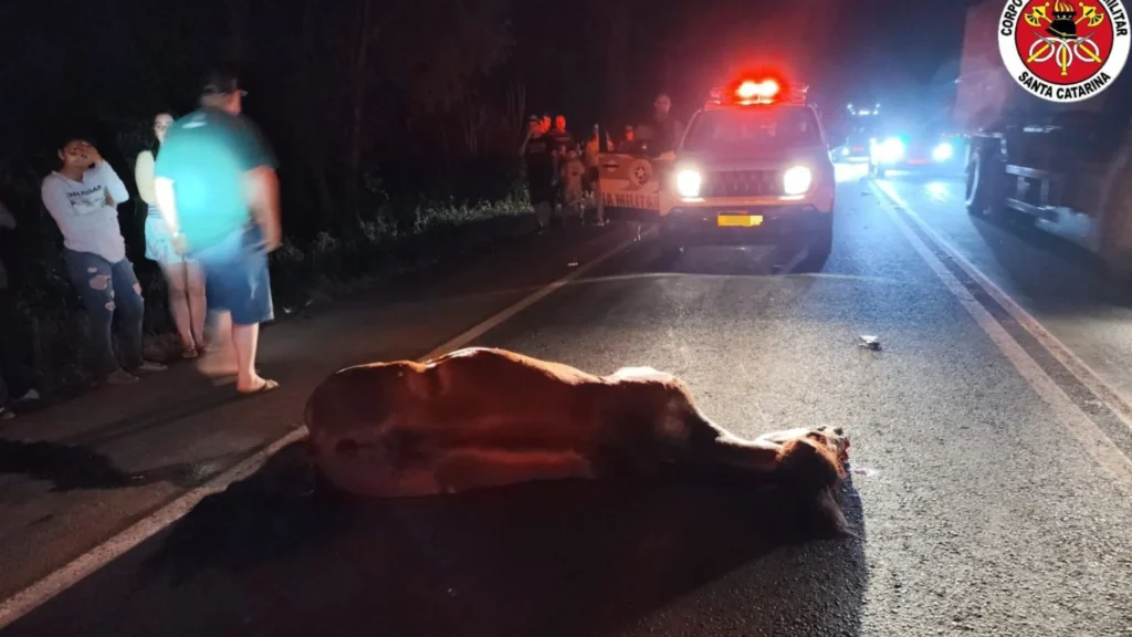 Cavalo solto na pista provoca acidente na SC-355 em Fraiburgo