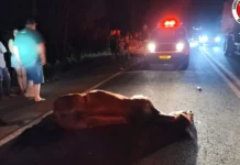 Cavalo solto na pista provoca acidente na SC-355 em Fraiburgo