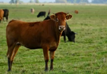 Bois são resgatados após cair em esterqueira de 3 metros