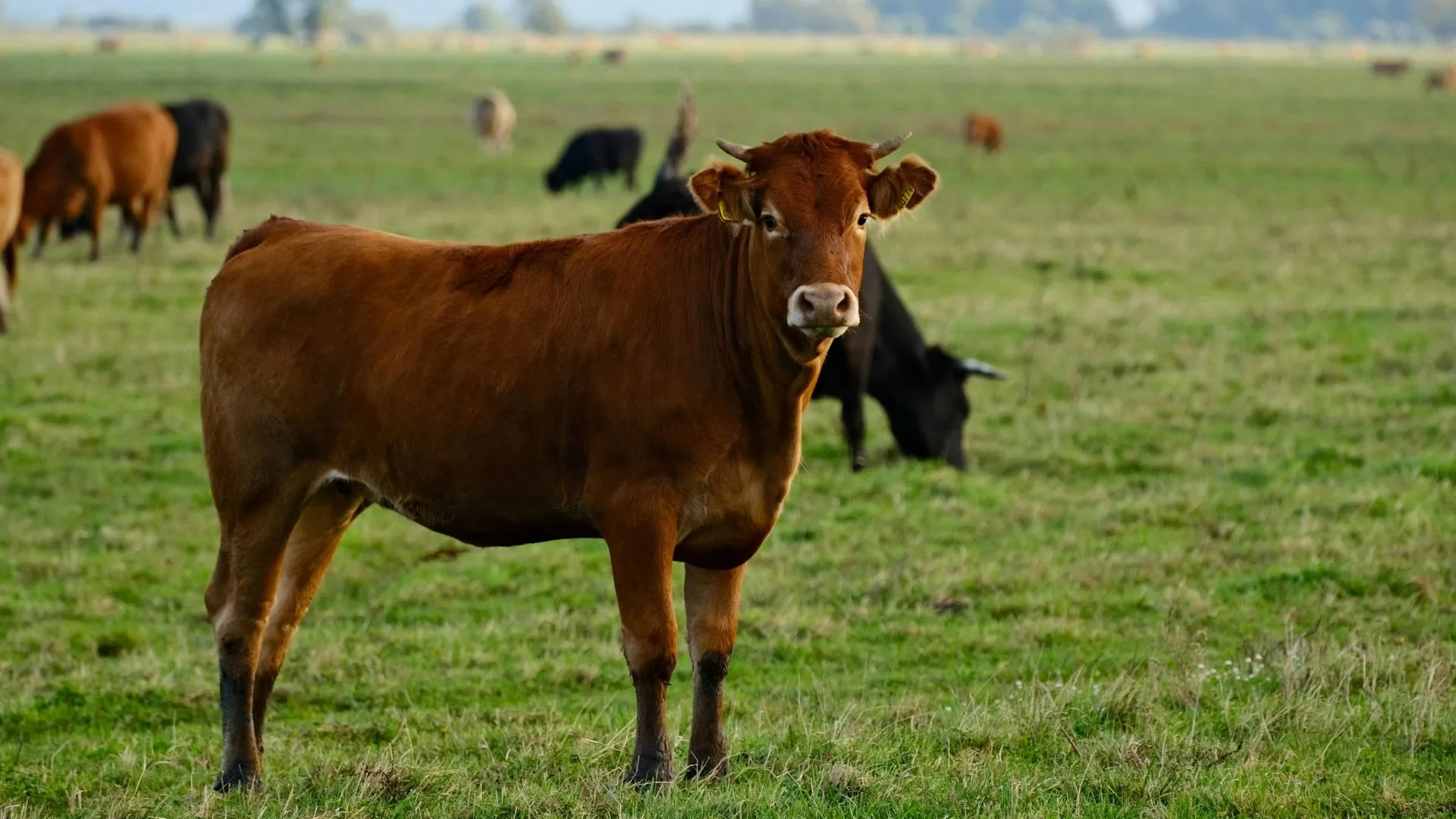 Bois são resgatados após cair em esterqueira de 3 metros