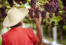 Pinheiro Preto é responsável pela produção de 70% dos vinhos de Santa Catarina