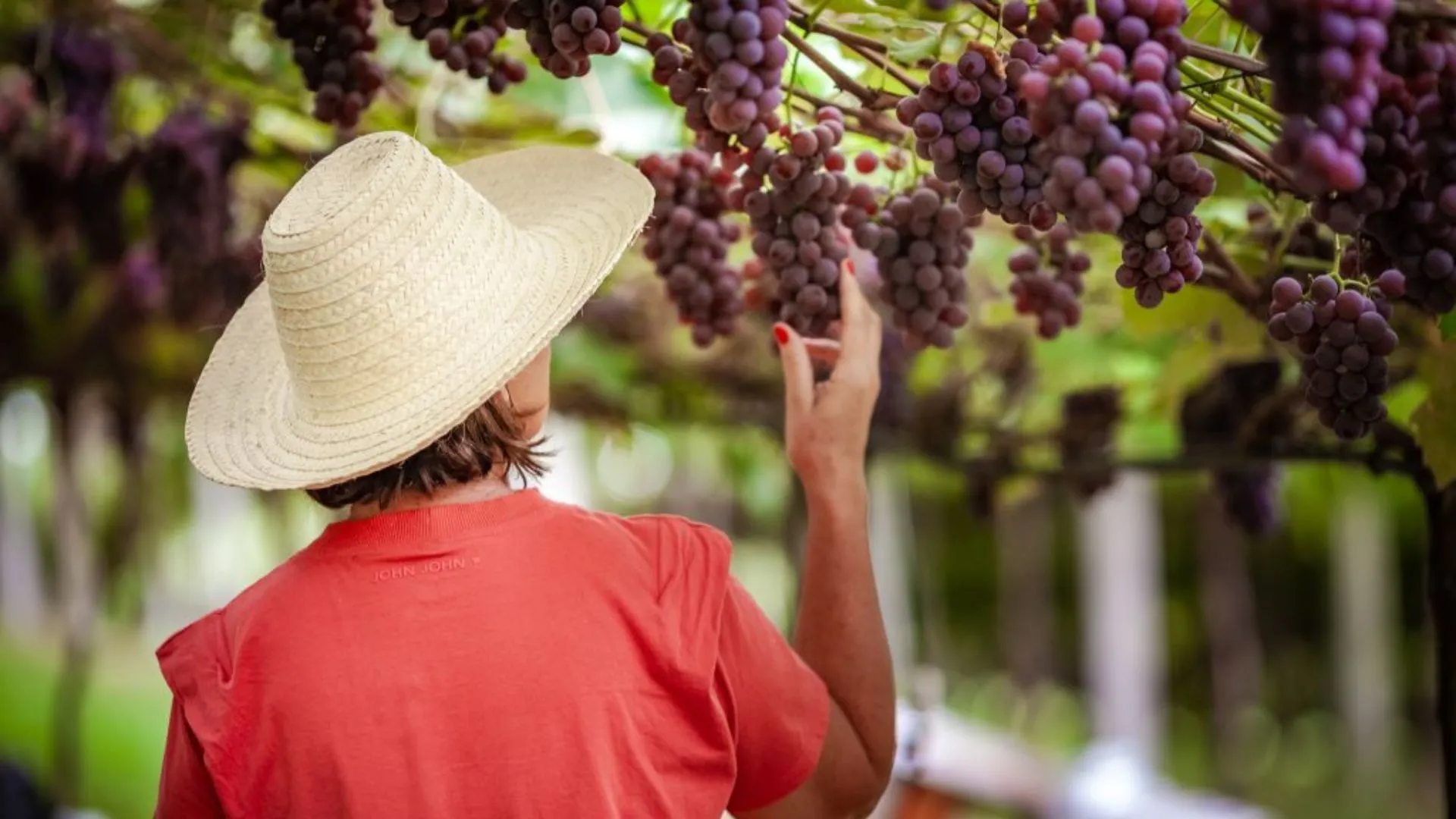 Pinheiro Preto é responsável pela produção de 70% dos vinhos de Santa Catarina