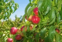 Agricultor é multado em R$ 1 milhão por cultivar fruta patenteada