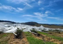 SC mobiliza apoio emergencial a lavouras atingidas por granizo