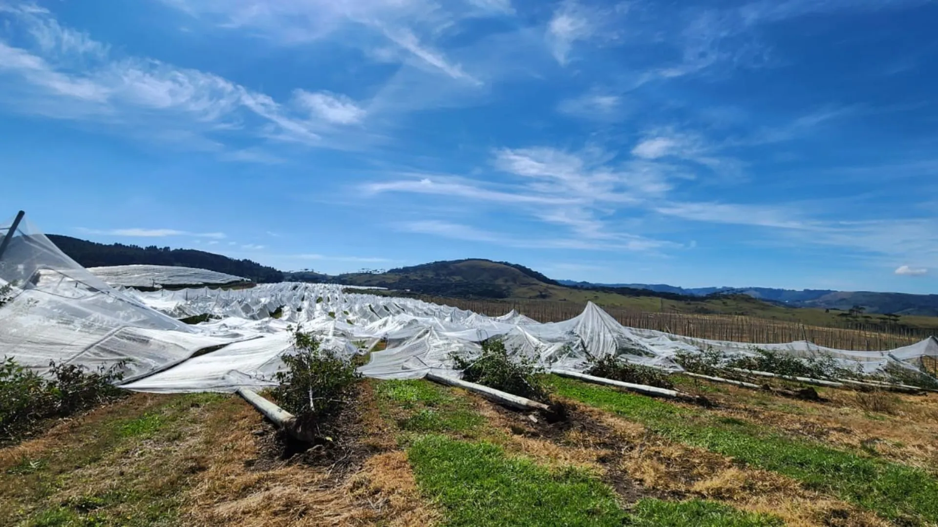 SC mobiliza apoio emergencial a lavouras atingidas por granizo