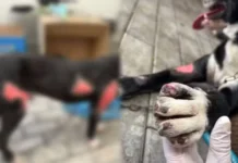 Homem é preso por arrastar cachorro amarrado a caminhão por mais de 1km