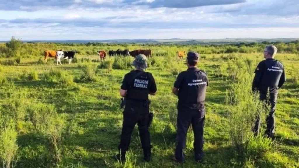 Município do Meio Oeste catarinense é investigado por contrabando de gado