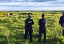 Município do Meio Oeste catarinense é investigado por contrabando de gado