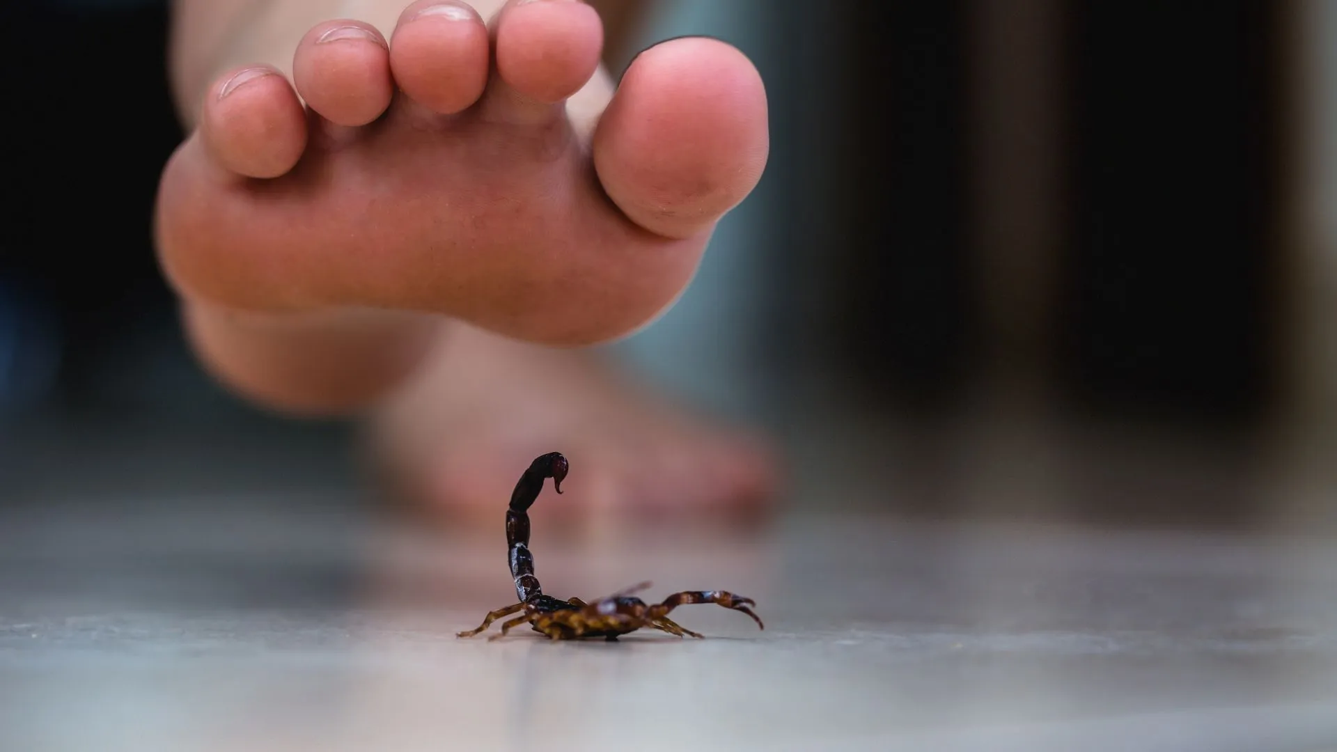 Caçador registra novo caso de picada de escorpião