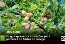 RBV Agro – 06/12/2025 – Edição 278