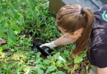 Acadêmicos ampliam monitoramento da qualidade da água em nascentes