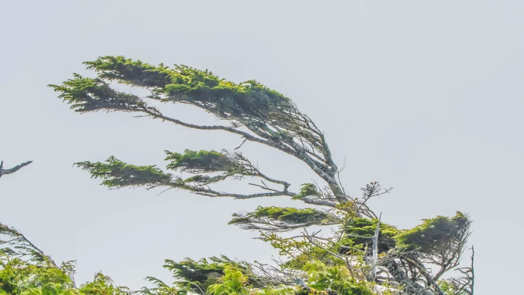Ventos de até 100 km/h atingem Santa Catarina na quarta-feira