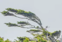 Ventos de até 100 km/h atingem Santa Catarina na quarta-feira