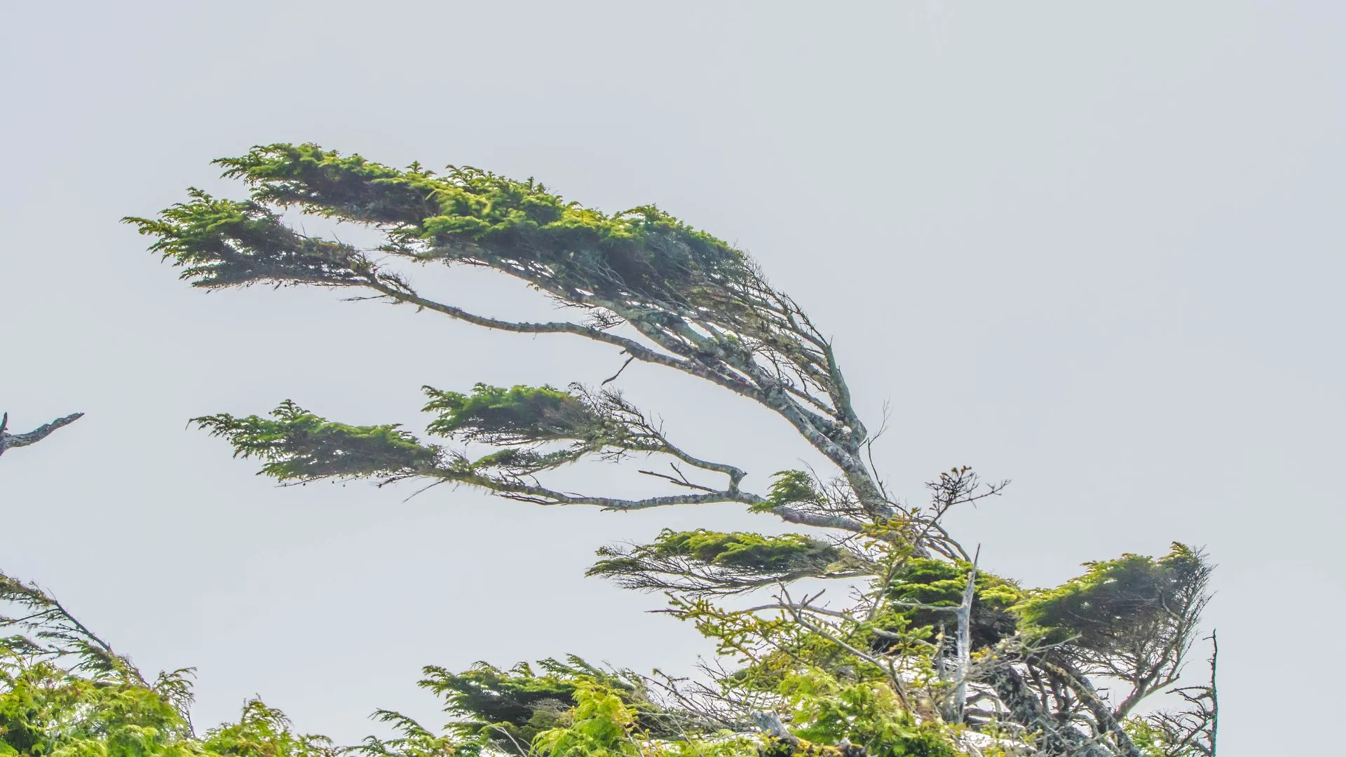 Ventos de até 100 km/h atingem Santa Catarina na quarta-feira