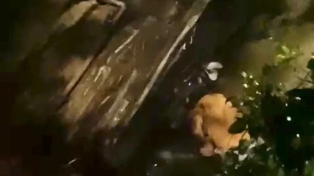 Motorista é salvo por populares após carro cair em córrego em Joaçaba