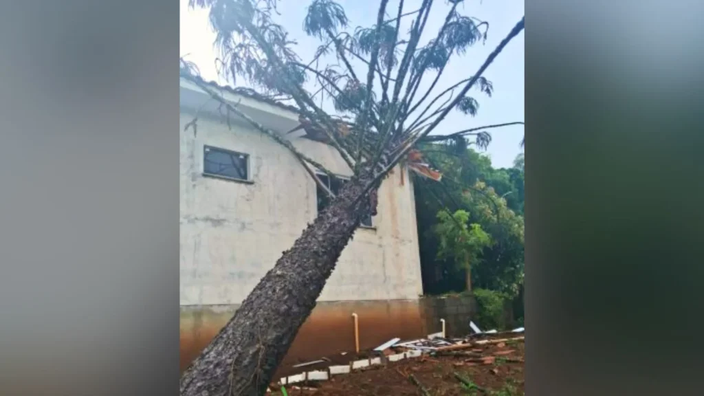 Vento derruba araucária de grande porte e causa danos em residência de Capinzal