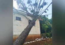 Vento derruba araucária de grande porte e causa danos em residência de Capinzal