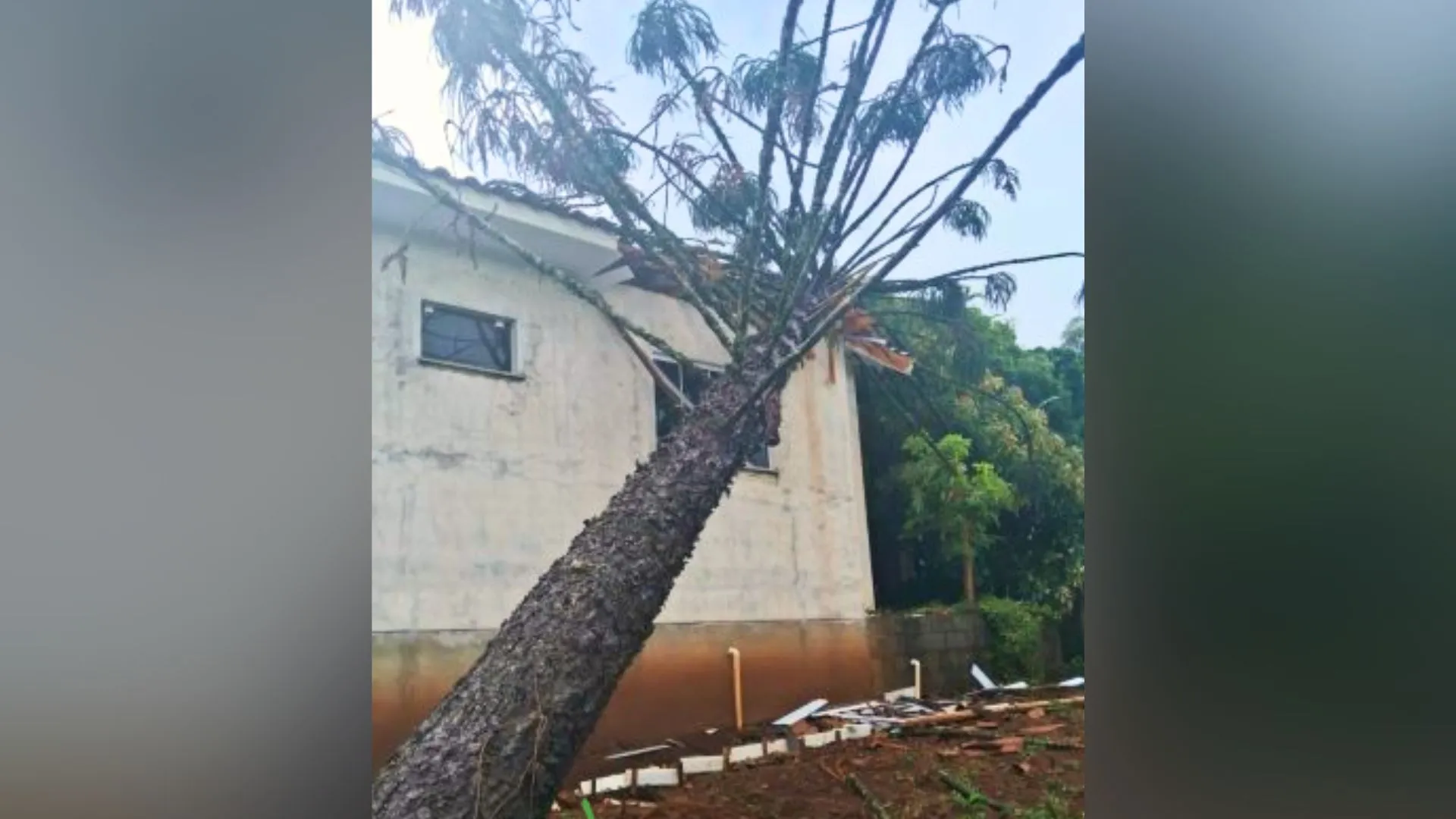 Vento derruba araucária de grande porte e causa danos em residência de Capinzal