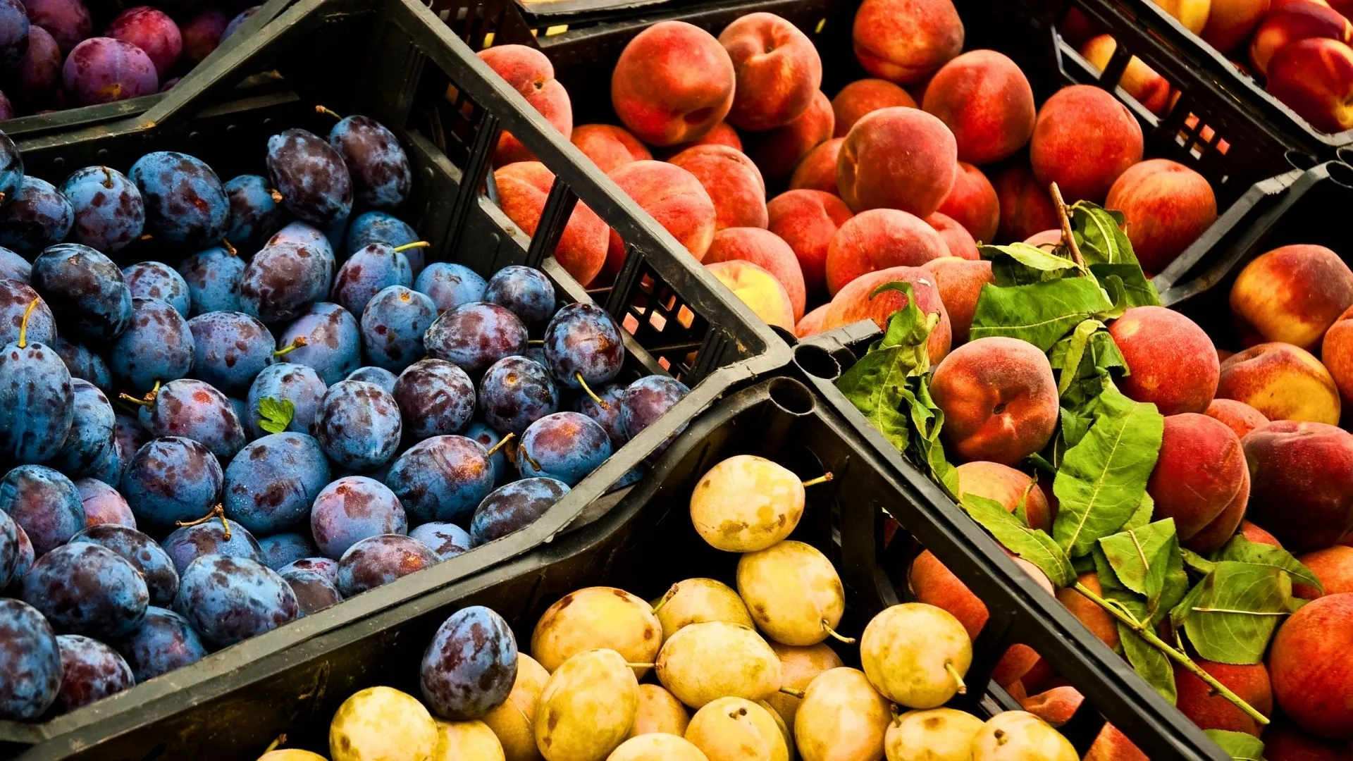 Tangará celebra uma das melhores safras de frutas de caroço