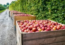 Safra de maçã em Santa Catarina deve crescer 28% em 2026