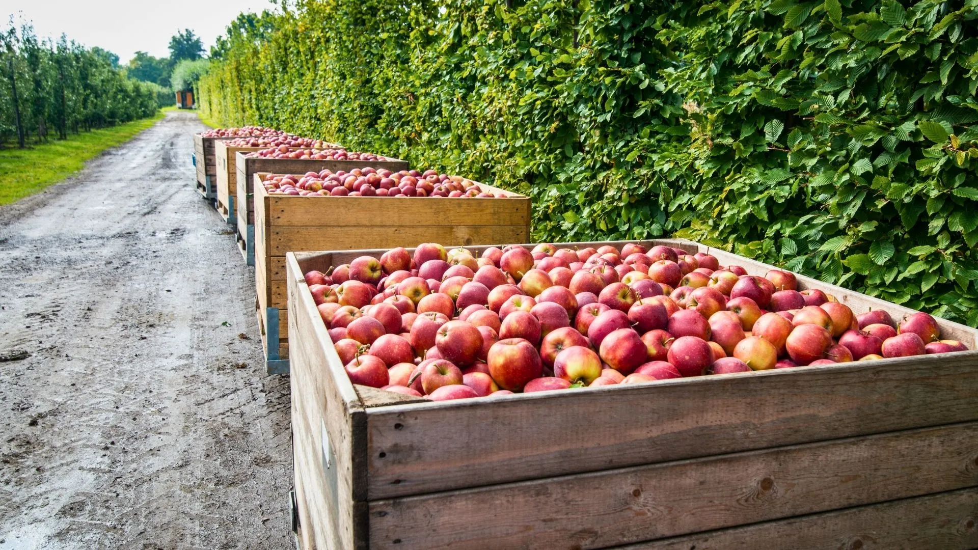 Safra de maçã em Santa Catarina deve crescer 28% em 2026