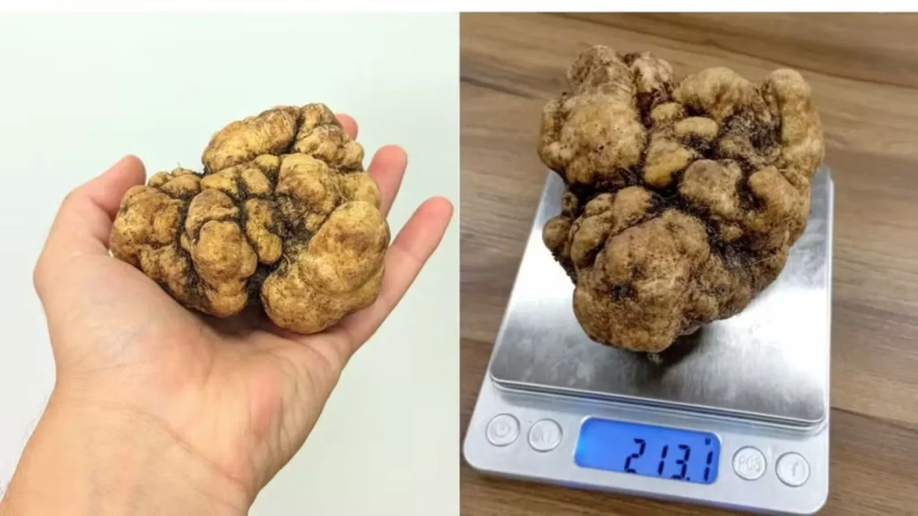 Trufa avaliada em R$ 10 mil por quilo é encontrada no RS