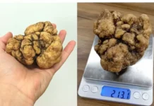 Trufa avaliada em R$ 10 mil por quilo é encontrada no RS