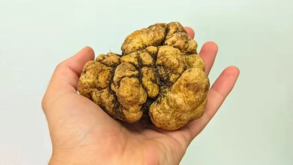 Trufa avaliada em R$ 10 mil por quilo é encontrada no RS