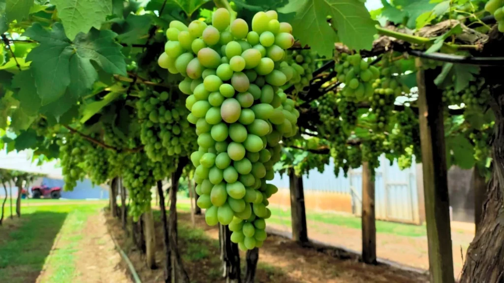 Inverno prolongado atrasa safra da uva em Videira