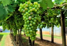 Inverno prolongado atrasa safra da uva em Videira