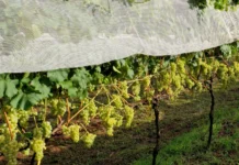 Epagri Videira promove Dia de Campo sobre uvas resistentes a doenças