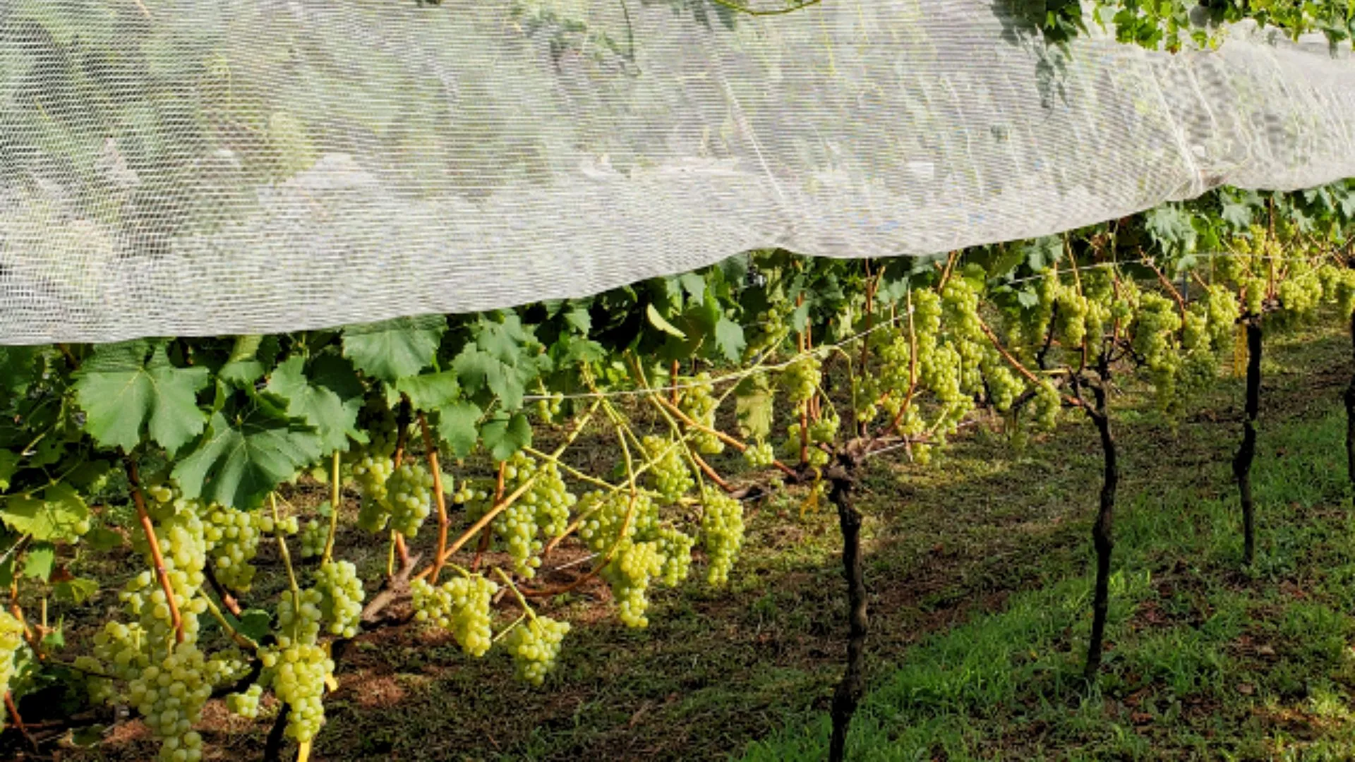 Epagri Videira promove Dia de Campo sobre uvas resistentes a doenças