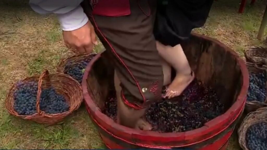 Pinheiro Preto abre oficialmente sua 1ª Vindima