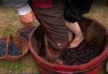 Pinheiro Preto abre oficialmente sua 1ª Vindima