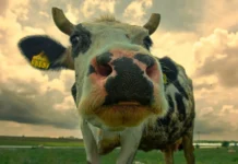 SC fecha 2025 com alta na produção de bovinos, suínos e frangos