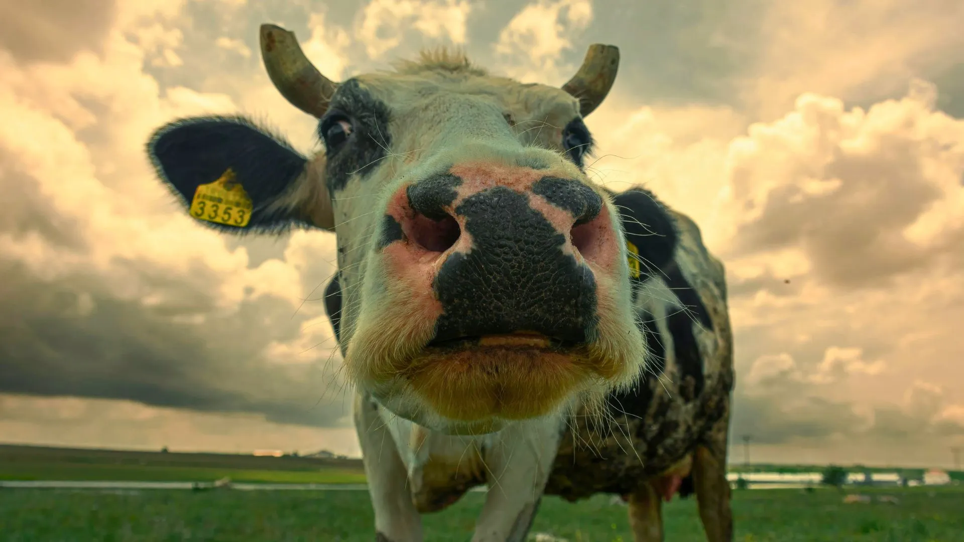 SC fecha 2025 com alta na produção de bovinos, suínos e frangos