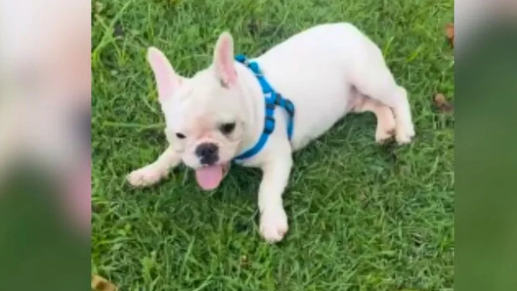 Buldogue furtado de família carioca em SC é finalmente recuperado